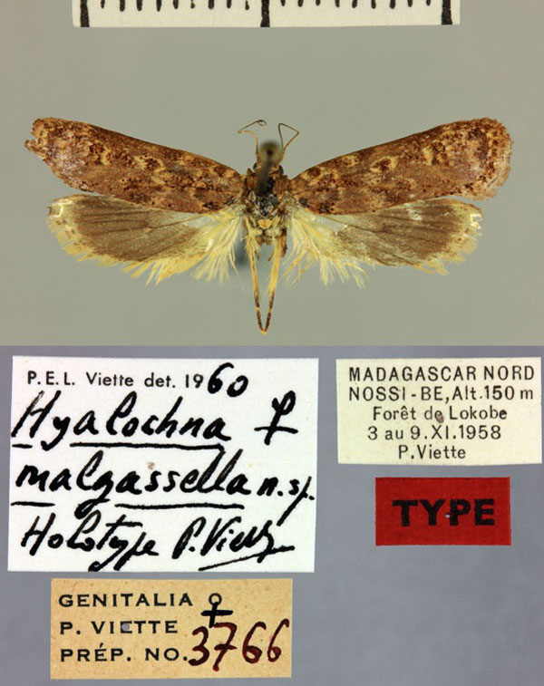 /filer/webapps/moths/media/images/M/malgassella_Hyalochna_HT_MNHN.jpg