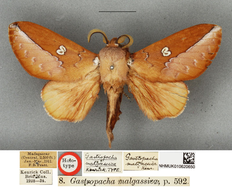 /filer/webapps/moths/media/images/M/malgassica_Callopizoma_HT_BMNH.jpg