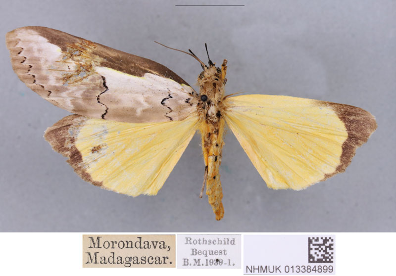 /filer/webapps/moths/media/images/M/malgassica_Eligma_STM_BMNH.jpg