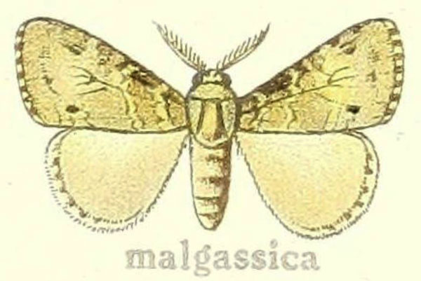 /filer/webapps/moths/media/images/M/malgassica_Labordea_LT_Hering_24g.jpg