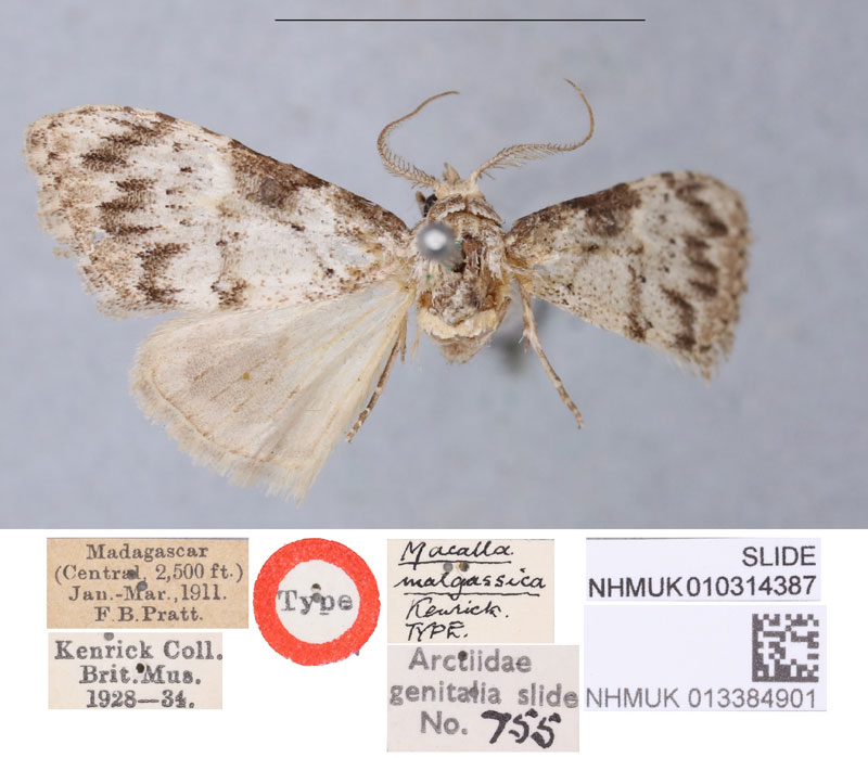 /filer/webapps/moths/media/images/M/malgassica_Macalla_HT_BMNH.jpg