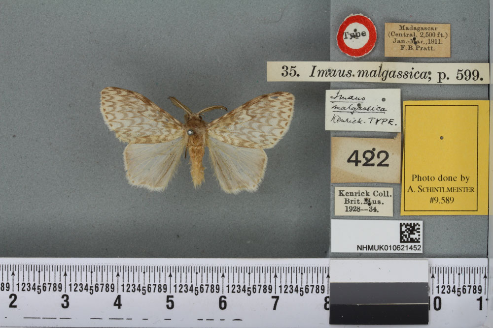 /filer/webapps/moths/media/images/M/malgassica_Orgyia_LT_BMNHa.jpg