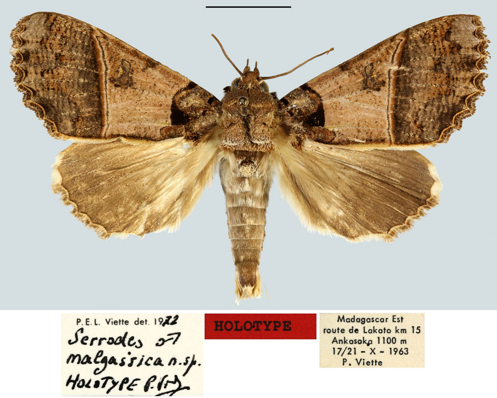 /filer/webapps/moths/media/images/M/malgassica_Serrodes_HT_MNHN.jpg