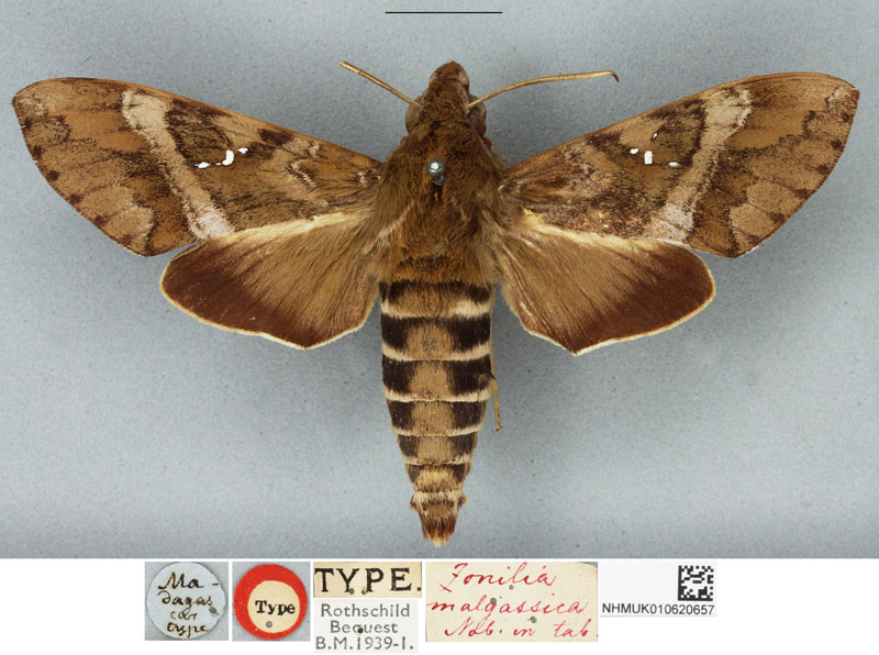 /filer/webapps/moths/media/images/M/malgassica_Zonilia_HT_BMNH.jpg