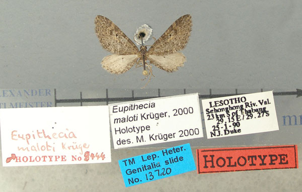 /filer/webapps/moths/media/images/M/maloti_Eupithecia_HT_TMSA.jpg