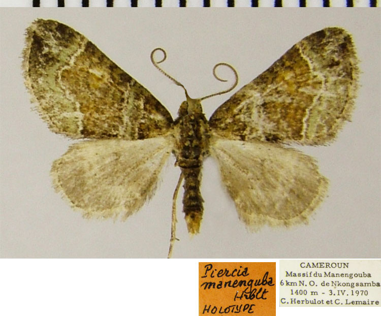 /filer/webapps/moths/media/images/M/manengouba_Piercia_HT_ZSMa.jpg