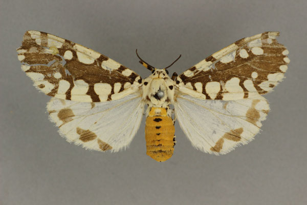 /filer/webapps/moths/media/images/M/marginalis_Afrowatsonius_HT_BMNH.jpg