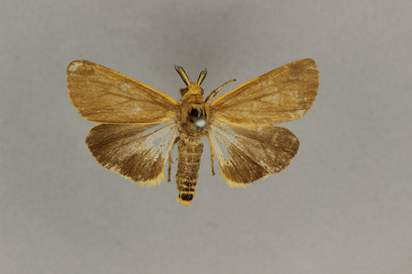/filer/webapps/moths/media/images/M/marginalis_Amsacta_ST_BMNH.jpg