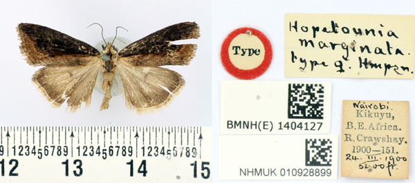/filer/webapps/moths/media/images/M/marginata_Hopetounia_HT_BMNH.jpg