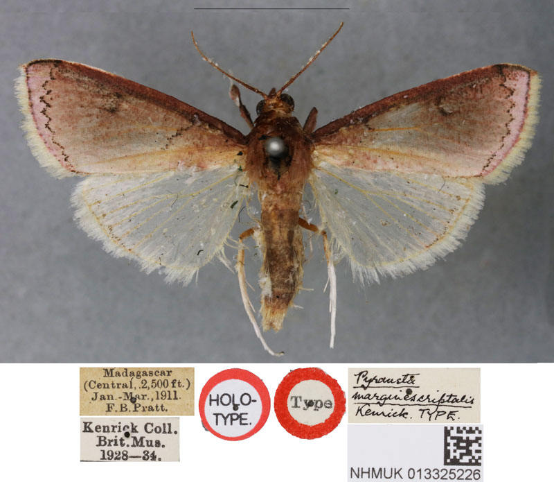 /filer/webapps/moths/media/images/M/marginescriptalis_Pyrausta_HT_BMNH.jpg