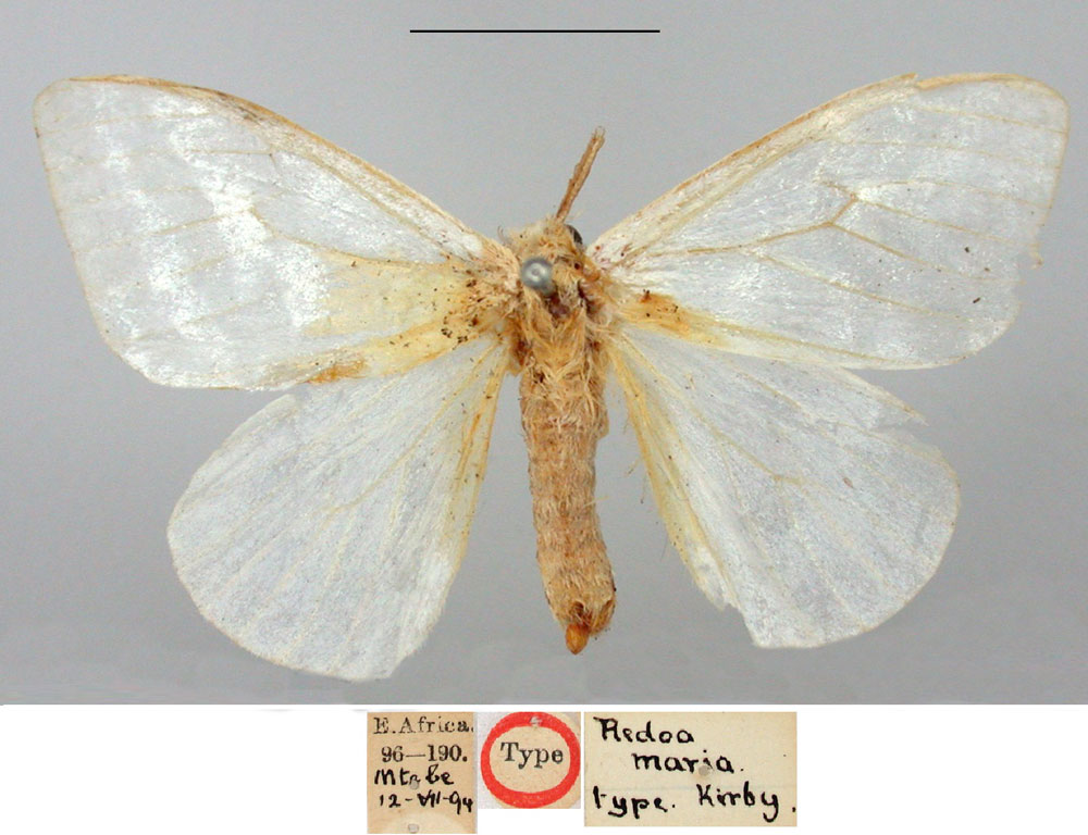 /filer/webapps/moths/media/images/M/maria_Redoa_HT_BMNH.jpg