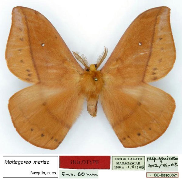 /filer/webapps/moths/media/images/M/mariae_Maltagorea_HT_Basquin.jpg