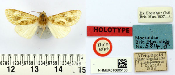 /filer/webapps/moths/media/images/M/mariae_Nyodes_HT_BMNH.jpg