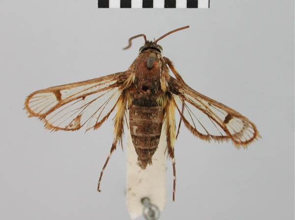 /filer/webapps/moths/media/images/M/marisa_Crinipus_HT_BMNH.jpg