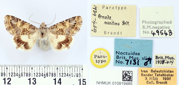 /filer/webapps/moths/media/images/M/maritima_Armada_PT_BMNH.jpg