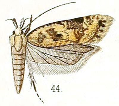 /filer/webapps/moths/media/images/M/marmoratus_Ypsolophus_HT_Walsingham_5-44.jpg