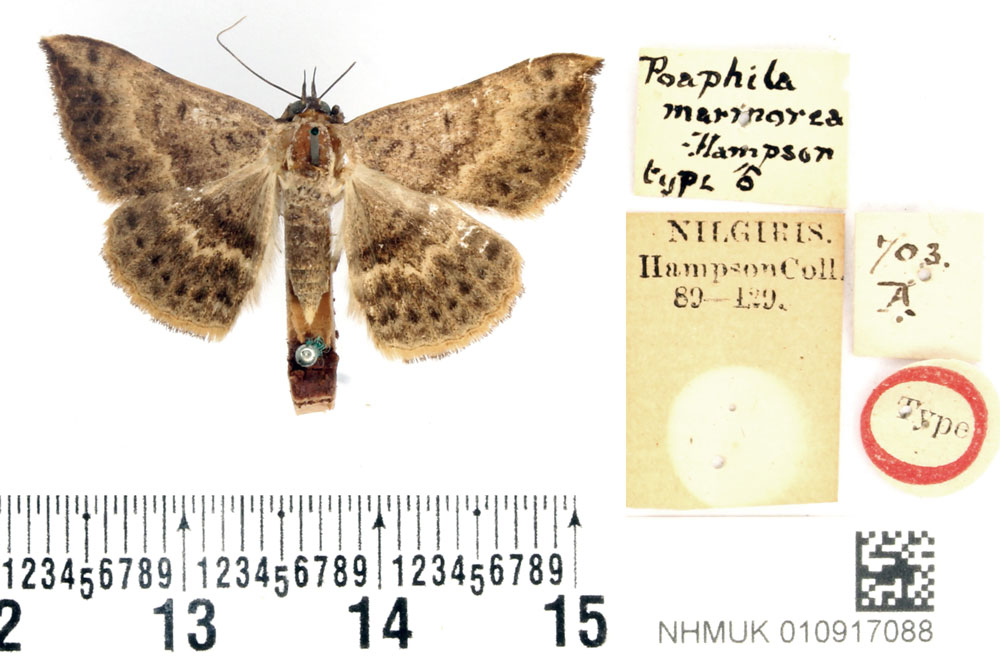 /filer/webapps/moths/media/images/M/marmorea_Poaphila_HT_BMNH.jpg