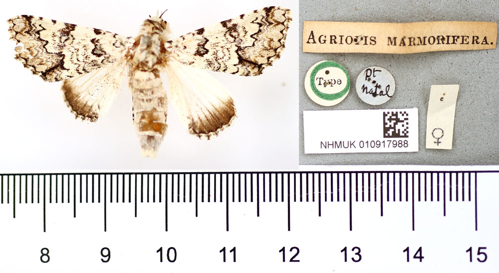 /filer/webapps/moths/media/images/M/marmorifera_Agriopis_HT_BMNH.jpg