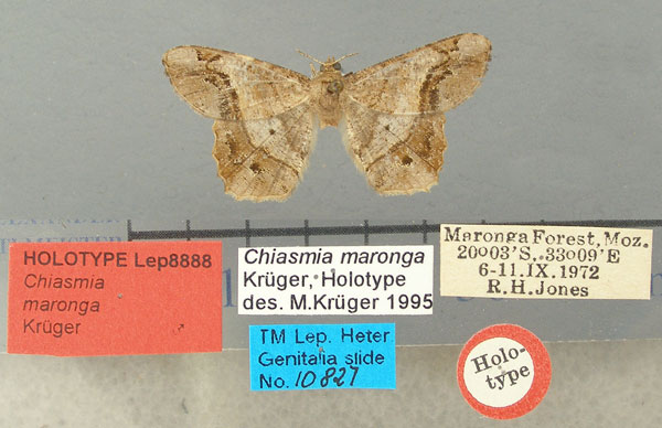 /filer/webapps/moths/media/images/M/maronga_Chiasmia_HT_TMSA.jpg