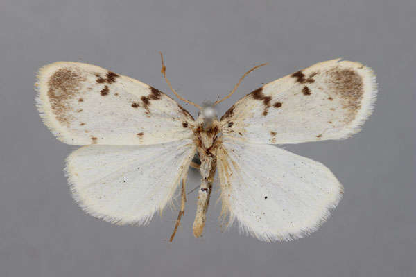 /filer/webapps/moths/media/images/M/marshalli_Cyana_HT_BMNH.jpg