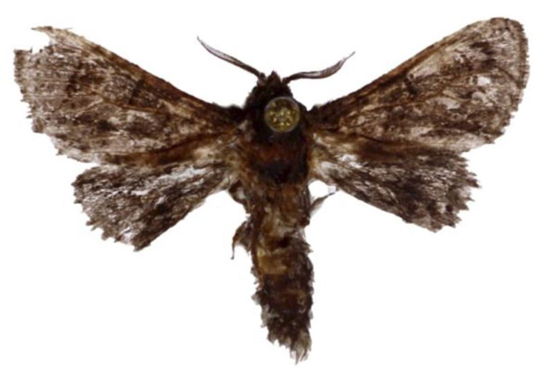 /filer/webapps/moths/media/images/M/martini_Diogodiasia_HT_BMNH.jpg