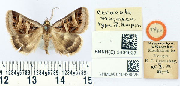 /filer/webapps/moths/media/images/M/masaica_Cerocala_HT_BMNH.jpg