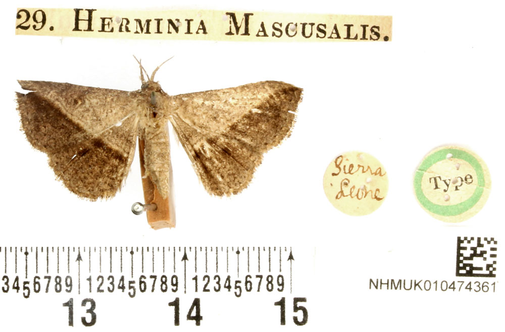 /filer/webapps/moths/media/images/M/mascusalis_Herminia_HT_BMNH.jpg