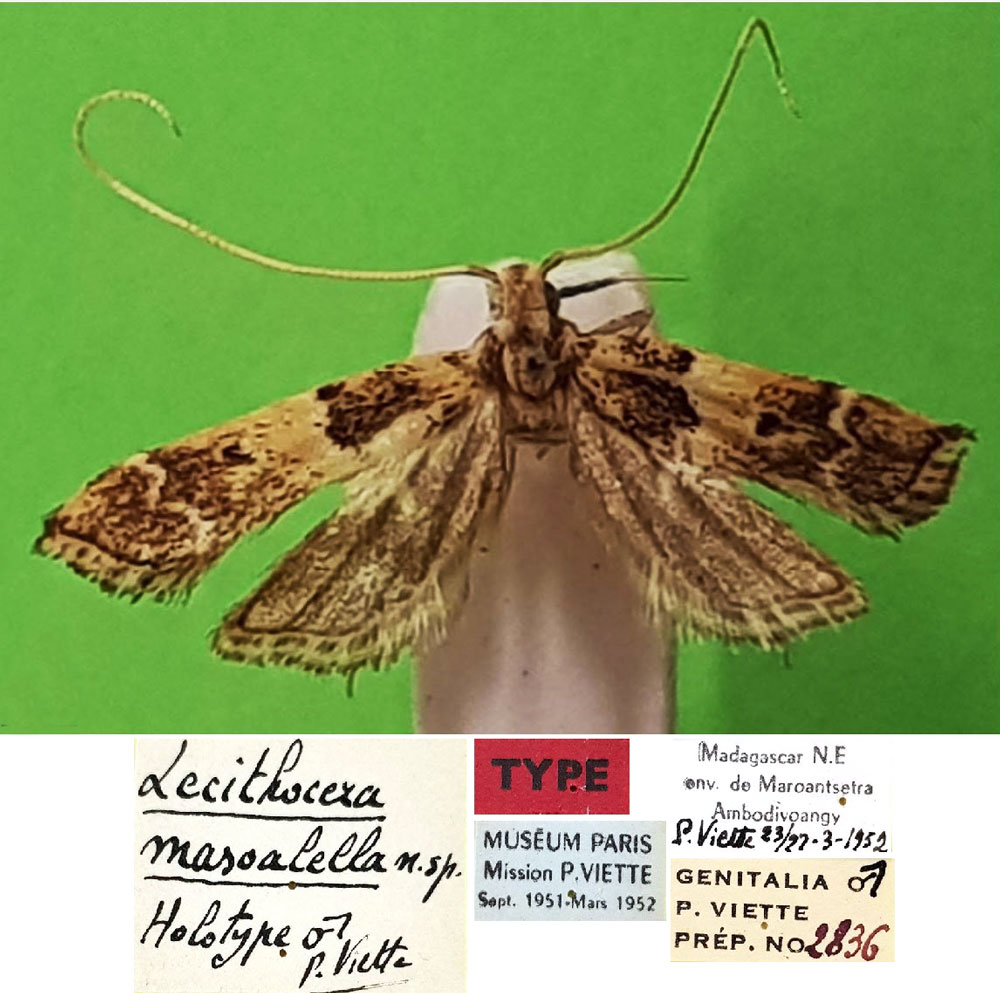 /filer/webapps/moths/media/images/M/masoalella_Lecithocera_HT_MNHN.jpg