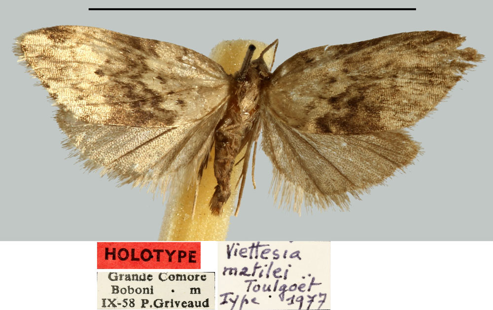 /filer/webapps/moths/media/images/M/matilei_Viettesia_HT_MNHN.jpg