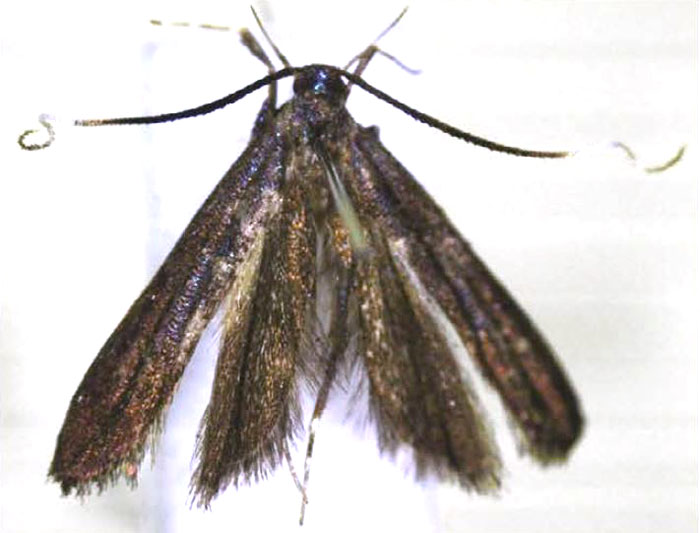 /filer/webapps/moths/media/images/M/matutinalis_Parkiana_HT_BMNH.jpg