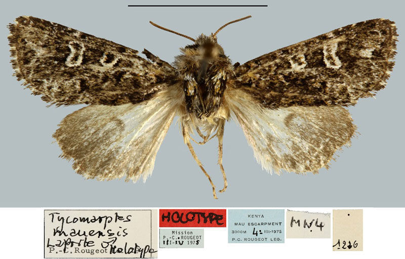 /filer/webapps/moths/media/images/M/mauensis_Tycomarptes_HT_MNHN.jpg