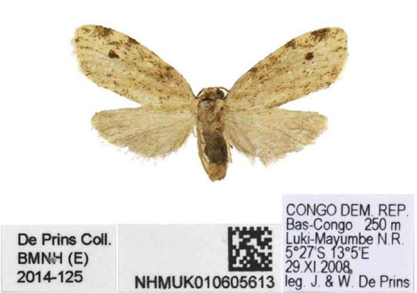 /filer/webapps/moths/media/images/M/mayombe_Siccia_HT_BMNH.jpg