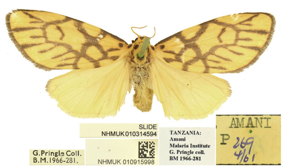 /filer/webapps/moths/media/images/M/mbeghai_Tumicla_HT_BMNH.jpg