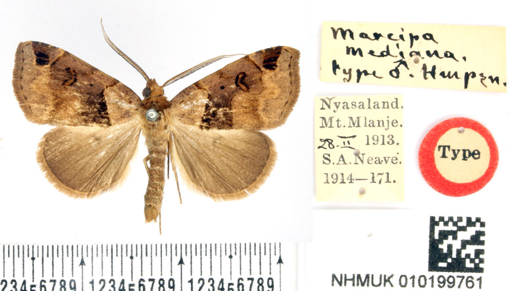 /filer/webapps/moths/media/images/M/mediana_Marcipa_HT_BMNH.jpg