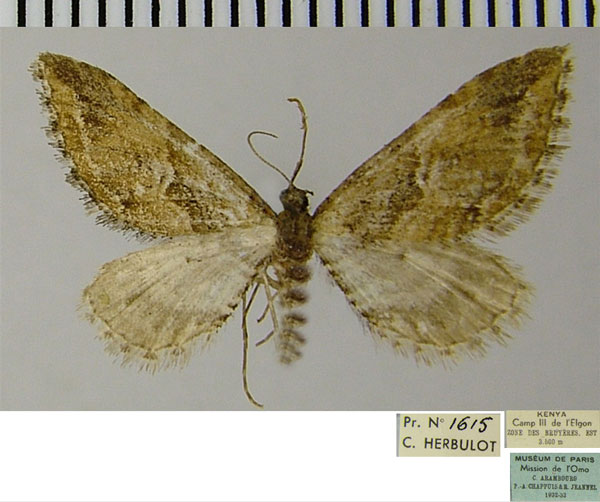 /filer/webapps/moths/media/images/M/medilunata_Eupithecia_AF_ZSM.jpg