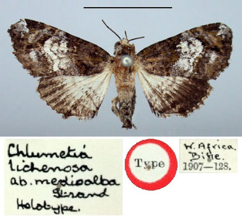 /filer/webapps/moths/media/images/M/medioalba_Chlumetia_HT_BMNH.jpg