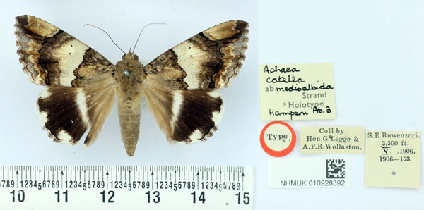 /filer/webapps/moths/media/images/M/medioalbida_Achaea_HT_BMNH.jpg