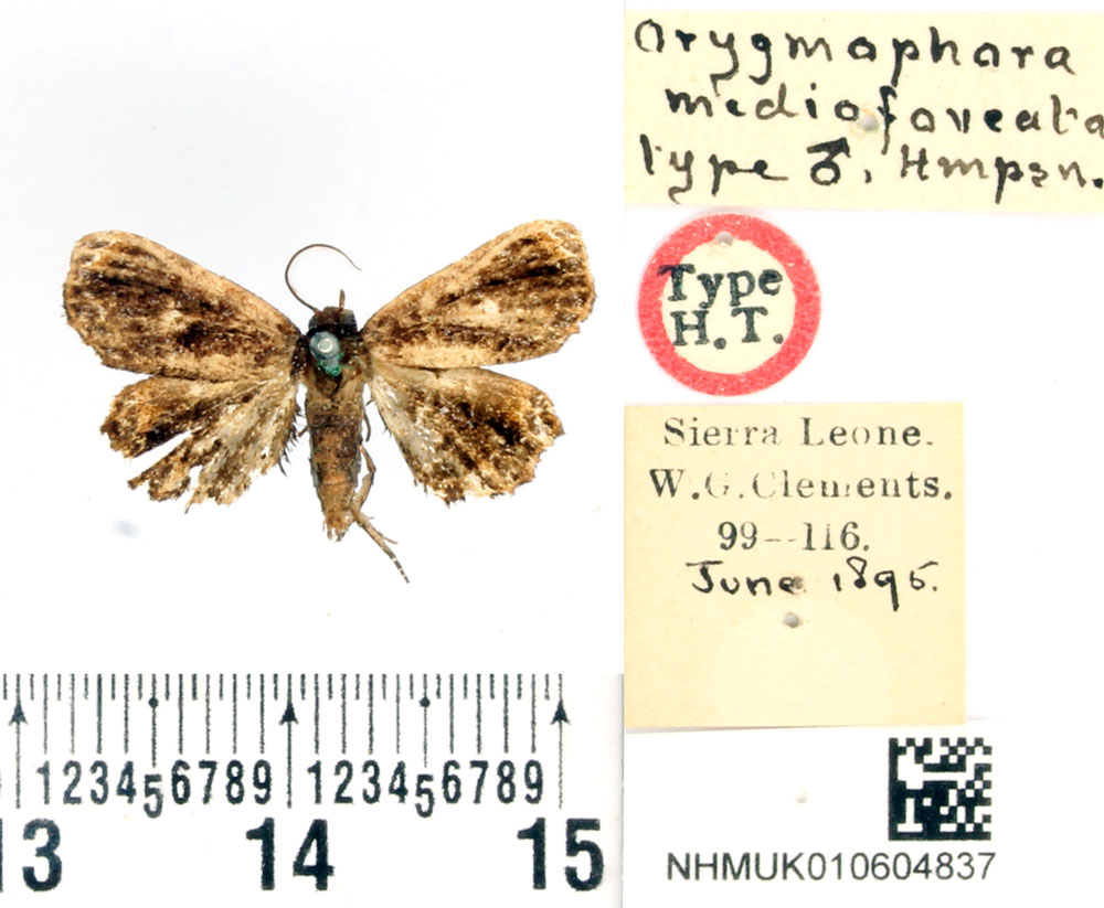 /filer/webapps/moths/media/images/M/mediofoveata_Orygmophora_HT_BMNH.jpg