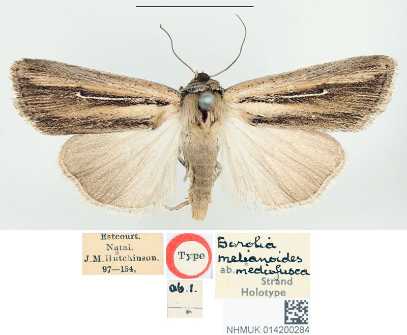 /filer/webapps/moths/media/images/M/mediofusca_Borolia_HT_BMNH.jpg