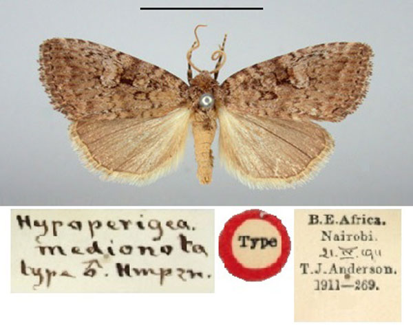 /filer/webapps/moths/media/images/M/medionota_Hypoperigea_HT_BMNH.jpg