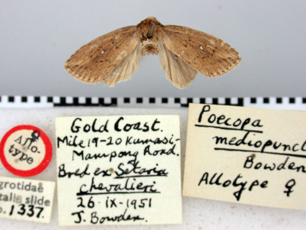 /filer/webapps/moths/media/images/M/mediopuncta_Poecopa_AT_BMNH.jpg