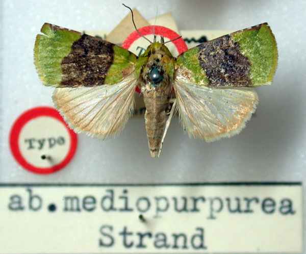 /filer/webapps/moths/media/images/M/mediopurpurea_Lophocrama_HT_BMNH.jpg