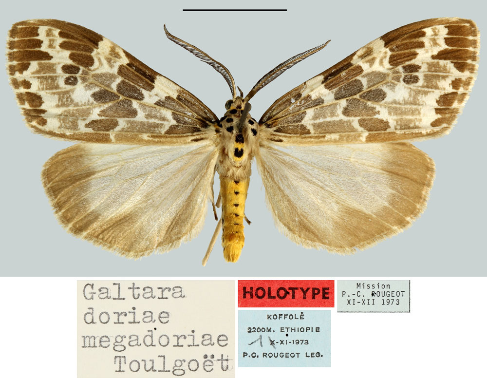 /filer/webapps/moths/media/images/M/megadoriae_Galtara_HT_MNHN.jpg