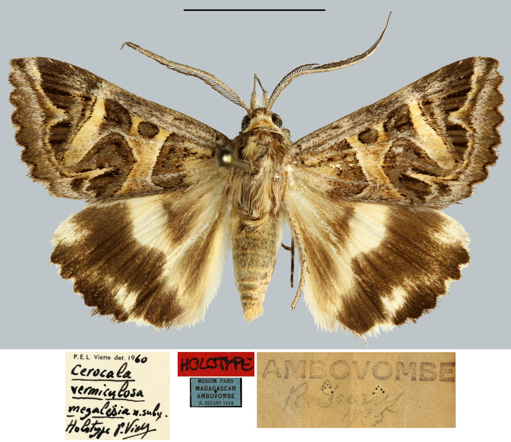 /filer/webapps/moths/media/images/M/megalesia_Cerocala_HT_MNHN.jpg