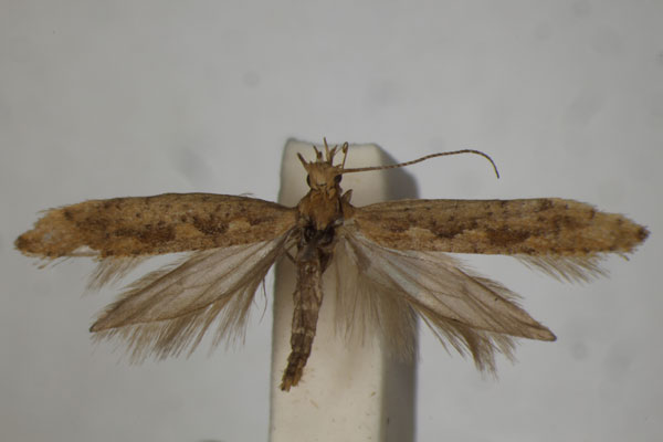 /filer/webapps/moths/media/images/M/megapterella_Plutella_A_BMNH.jpg