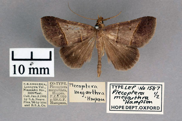 /filer/webapps/moths/media/images/M/megarthra_Plecoptera_PT_OUMNH_01.jpg