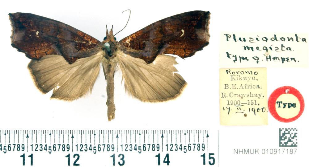/filer/webapps/moths/media/images/M/megista_Plusiodonta_HT_BMNH.jpg