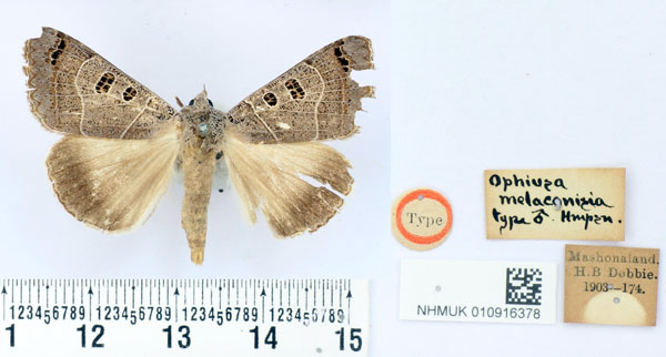 /filer/webapps/moths/media/images/M/melaconisia_Ophiusa_HT_BMNH.jpg