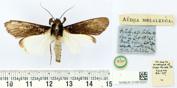 /filer/webapps/moths/media/images/M/melaleuca_Audea_HT_BMNH.jpg