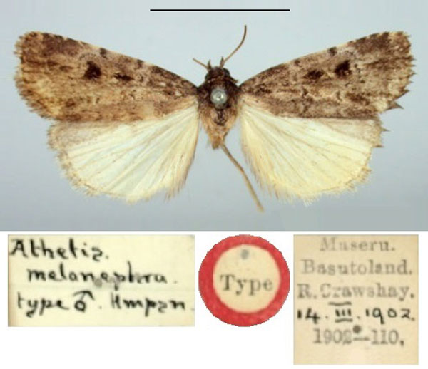 /filer/webapps/moths/media/images/M/melanephra_Athetis_HT_BMNH.jpg